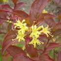 Diervilla sp.